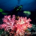 coral_soft_pc_h_0705_png1956.jpg